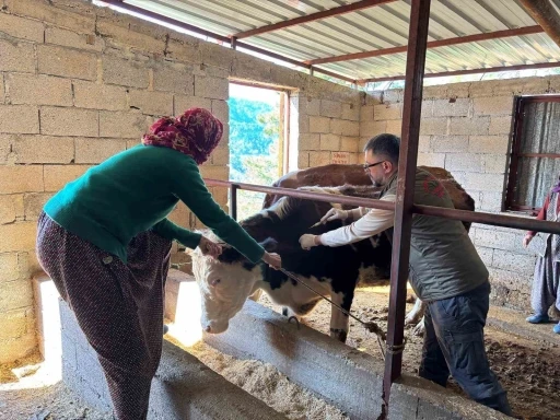 Gazipaşa&rsquo;da hayvan sağlığı i&ccedil;in sahada yoğun mesai
