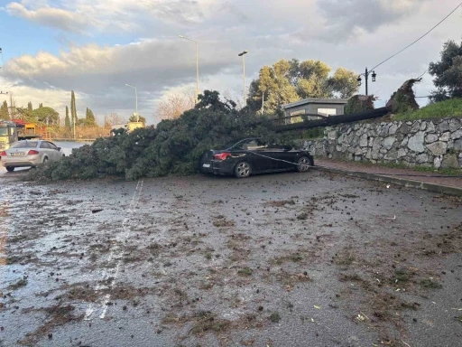 Gebze&rsquo;de fırtınada iki otomobilin &uuml;zerine ağa&ccedil; devrildi
