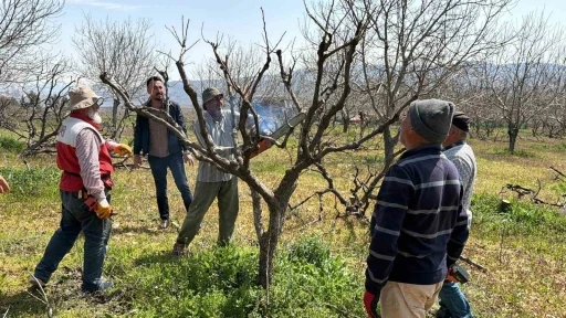 Ge&ccedil;tiğimiz yıl yaşanan zirai donun etkisi ağa&ccedil;larda s&uuml;r&uuml;yor
