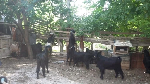 Gediz Akdağ&rsquo;da Y&ouml;r&uuml;klerin yayla g&ouml;&ccedil;&uuml; başladı
