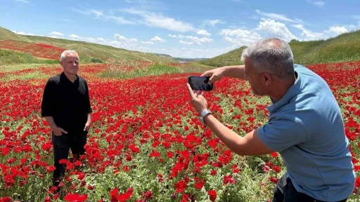 Gelinciklerle kırmızıya b&uuml;r&uuml;nen nohut tarlası hayran bıraktı
