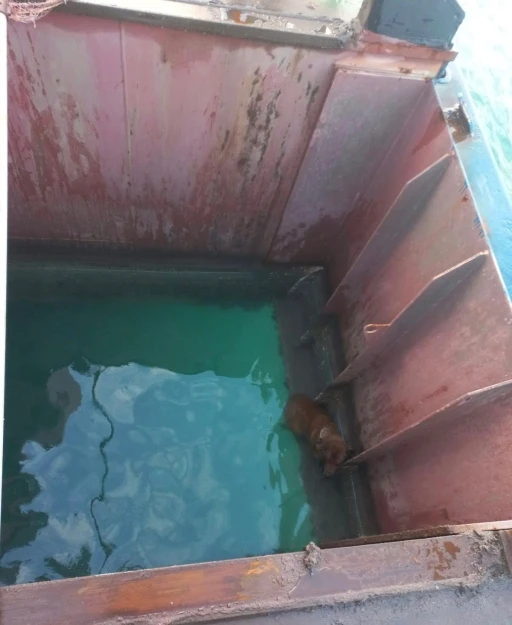 Gemiden denize d&uuml;şen k&ouml;peği itfaiye kurtardı
