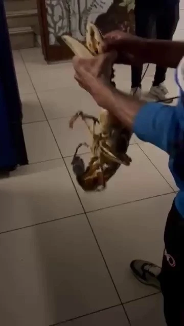 Gemlik Körfezi’nde dev istakoz yakalandı
