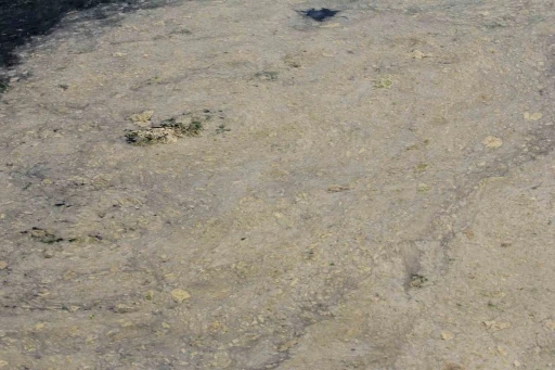 Gemlik Sahilleri’nde tehlikeli görüntü...Müsilaj balık yumurtalarını öldürüyor

