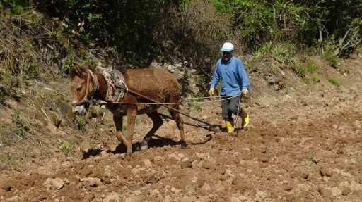 Gercüş’te dededen kalma yöntemlerle imece usulü pirinç ekimi
