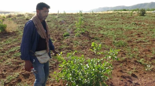 Gerc&uuml;ş&rsquo;te fıstık aşılama mesaisi başladı
