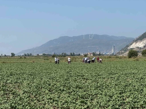 Germencik’in pamuklarında zararlılar kontrol altında
