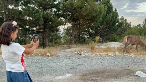 Geyik doğal yaşam alanı yerine karayolu kenarında yaşamaya başladı
