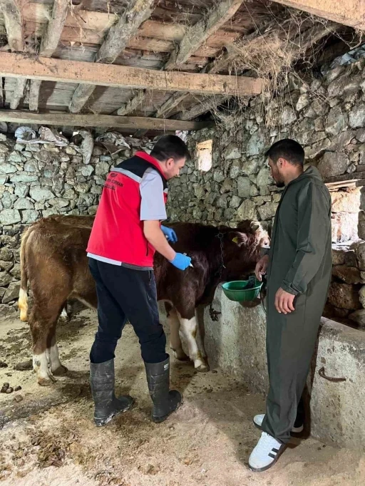 Giresun’da 450 binden fazla hayvan aşılandı
