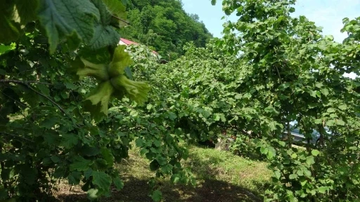 Giresun&rsquo;da kahverengi kokarcaya karşı samuray arıları doğaya salındı
