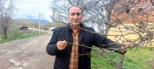 Giresun’da zirai don Şebin cevizini de vurdu
