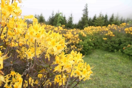 Giresun yaylaları orman gülleriyle renklendi

