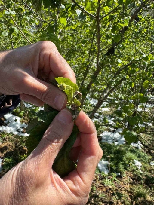 Giresun Ziraat Odası Başkanı Nurittin Karan: &quot;Fındıkta nisan karı zirai donla rekolte kaybına neden oldu&quot;
