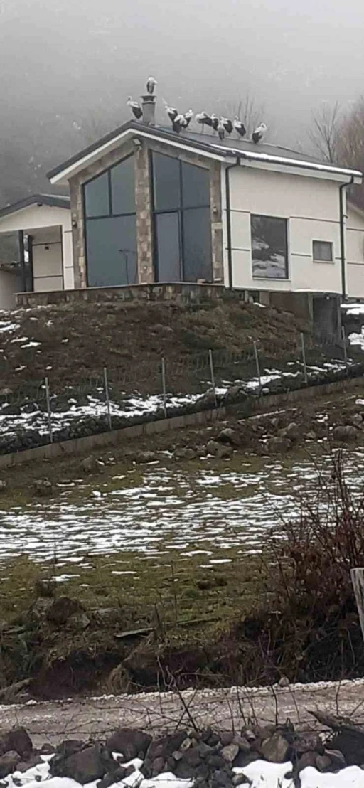 G&ouml;&ccedil; yolculuğundaki leylekler Sakarya&rsquo;da mola verdi

