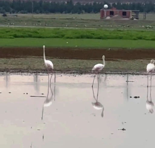 Göç yolunda olan flamingolar Diyarbakır’da mola verdi
