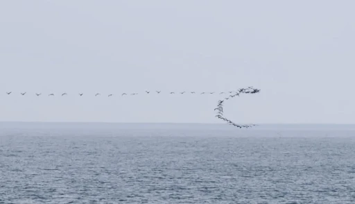 G&ouml;&ccedil; yolundaki kuşların senkronize u&ccedil;uşu Hopa&rsquo;da g&ouml;r&uuml;nt&uuml;lendi
