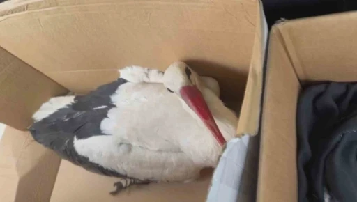 G&ouml;&ccedil; yolundaki leyleklere av t&uuml;feğiyle ateş ettiler
