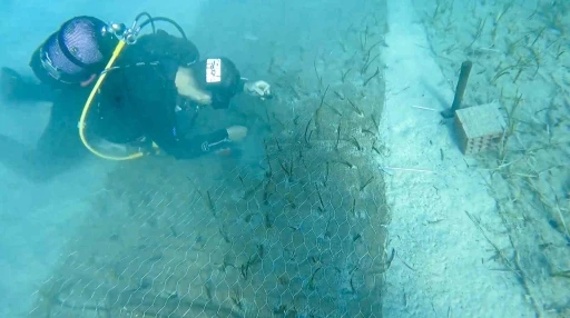 Göcek’te 2 Bin Yıllık Deniz Çayırı Keşfedildi