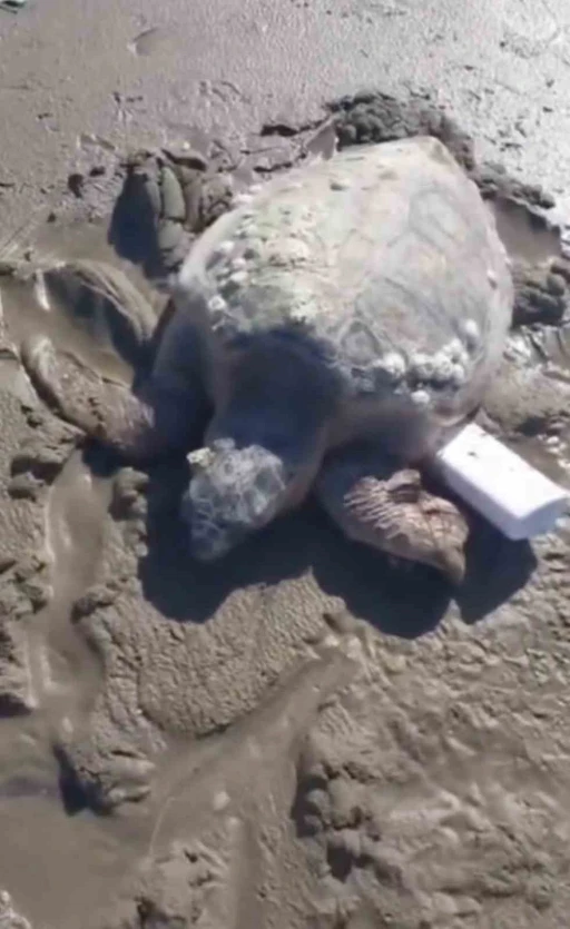 G&ouml;k&ccedil;eada&rsquo;da kıyıya vuran caretta caretta vatandaşların yardımıyla denizle buluştu
