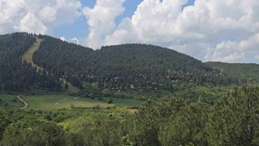 G&ouml;ky&uuml;z&uuml;nde pelikan ş&ouml;leni
