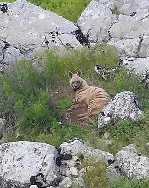 G&ouml;lbaşı il&ccedil;esinde nesli t&uuml;kenmekte olan sırtlan g&ouml;r&uuml;ld&uuml;
