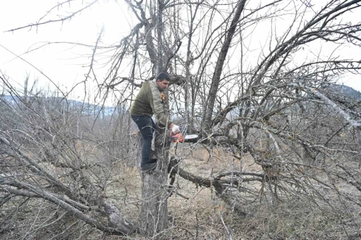 G&ouml;lc&uuml;k Tabiat Parkı&rsquo;nda elma bah&ccedil;eleri yeniden &uuml;retime kazandırılıyor
