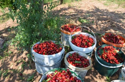 G&ouml;lpazarı&rsquo;nın 46 yıllık &rsquo;Napolyon&rsquo; kirazında hasat tamamlanıyor
