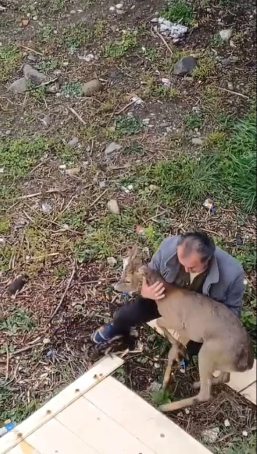 G&ouml;rele&rsquo;de ara&ccedil;lara &ccedil;arpan yaralı karaca derede bulundu
