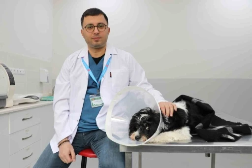 G&ouml;renler g&ouml;zlerine inanamadı: K&ouml;peğin karnından 140 taş &ccedil;ıktı
