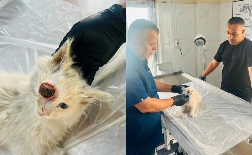 G&ouml;z&uuml; dışarı &ccedil;ıkan kedi başarılı ameliyatla sağlığına kavuştu
