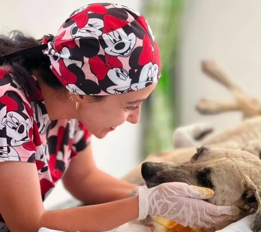 G&ouml;z&uuml;ne bağ &ccedil;ubuğu saplanan k&ouml;pek yeniden hayata tutundu
