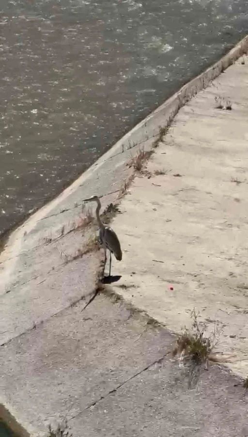 Gri balık&ccedil;ıl ile martı aynı karede av bekledi
