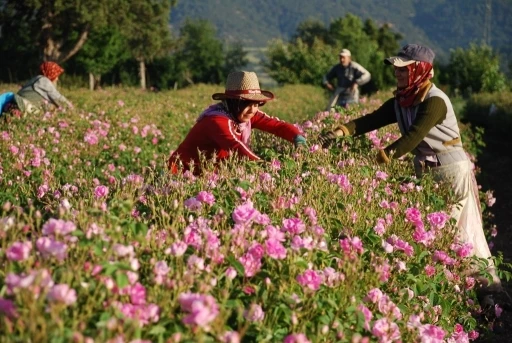Gül çiçeği taban fiyatı 100 lira olarak açıklandı
