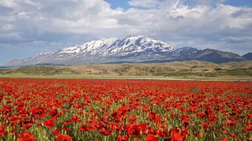 G&uuml;listan Ovası gelinciklerle kırmızıya b&uuml;r&uuml;nd&uuml;
