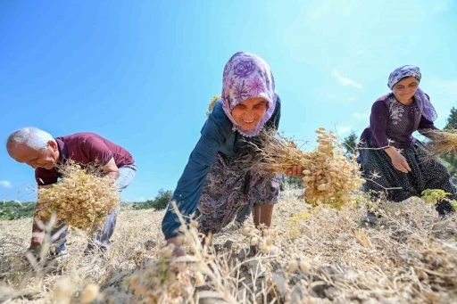Gülnar’da atalık tohum desteğiyle üretilen nohutlar hasat edildi
