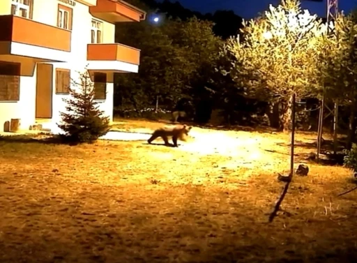 G&uuml;m&uuml;şhane&rsquo;de alarm sesine aldırış etmeyen iki ayı g&ouml;r&uuml;nt&uuml;lendi
