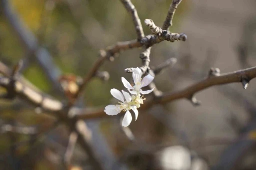 Gümüşhane’de Kasım ayında çiçek açan elma ağacı şaşırttı
