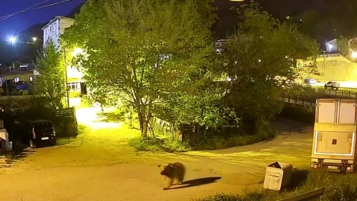 G&uuml;m&uuml;şhane&rsquo;de şehir merkezinde yiyecek arayan ayı kamerada

