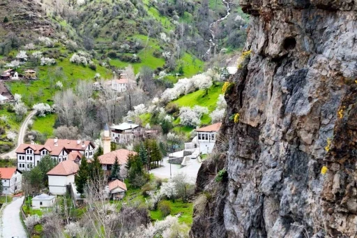 G&uuml;m&uuml;şhane&rsquo;de taştan fışkıran &rsquo;draba &ccedil;i&ccedil;ekleri&rsquo; ilgi &ccedil;ekiyor
