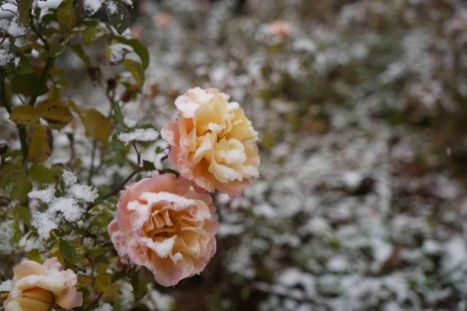 G&uuml;m&uuml;şhane kent merkezine mevsimin ilk karı yağdı
