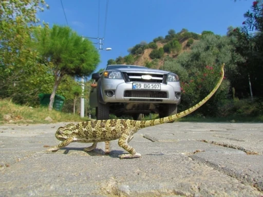 Güney Ege turizm karayolu yaban hayatını tehdit ediyor
