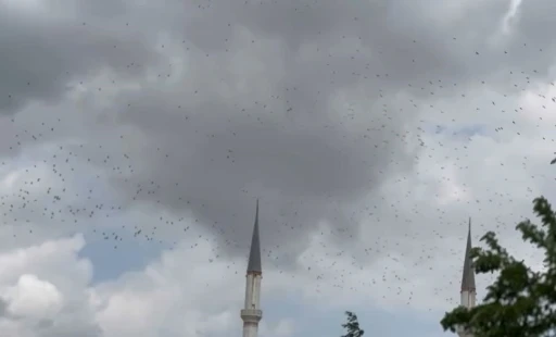 Güneye göç eden yüzlerce leylek İstanbul semalarında
