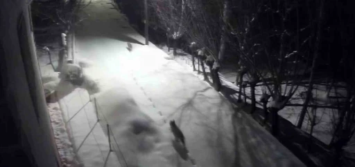 G&uuml;r&uuml;n&rsquo;de kurtlar mahalleye indi
