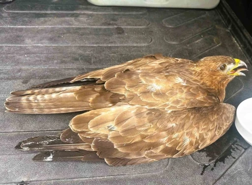 Güvenlik görevlisinden yaralı kartala şefkat eli
