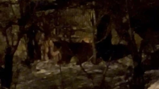 Hakkari&rsquo;de a&ccedil; ayılar mahalleye indi
