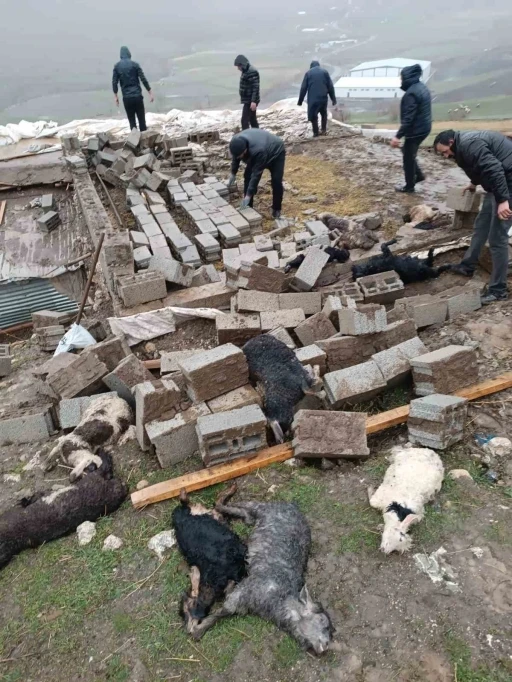 Hakkari’de ahır çöktü: 25 küçükbaş hayvan telef oldu
