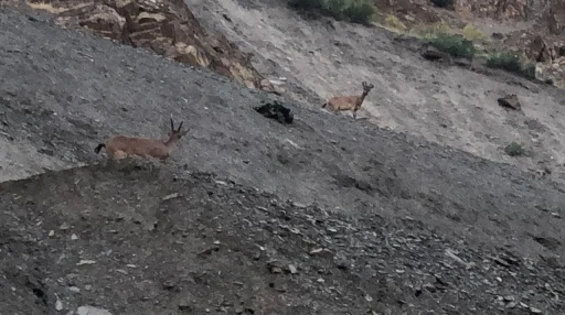 Hakkari&rsquo;de dağ ke&ccedil;ileri g&ouml;r&uuml;nt&uuml;lendi
