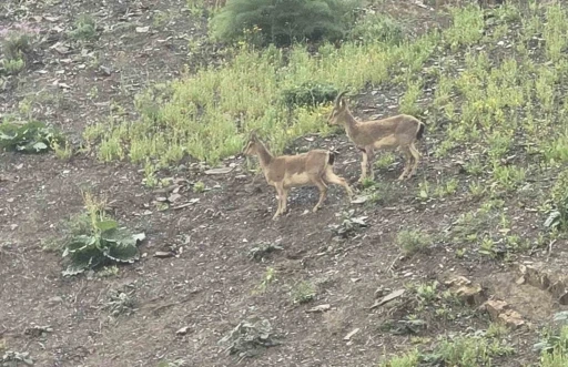 Hakkari’de dağ keçileri kara yoluna indi
