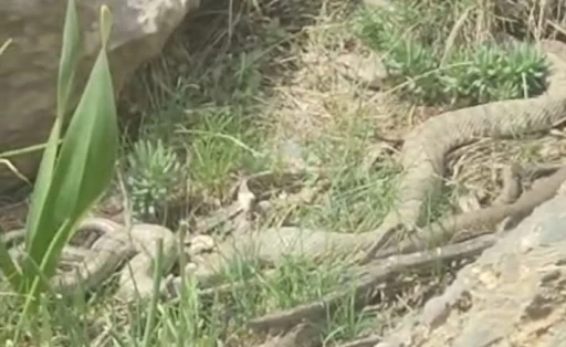 Hakkari&rsquo;de doğaseverler dev engerekle karşılaştı
