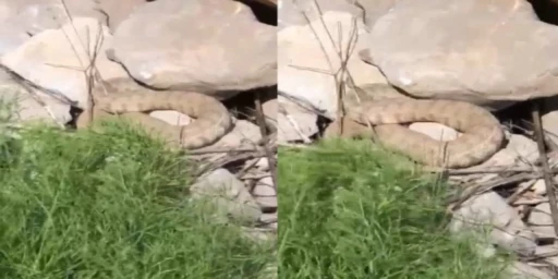Hakkari&rsquo;de koca engerek yılanı g&ouml;r&uuml;nt&uuml;lendi
